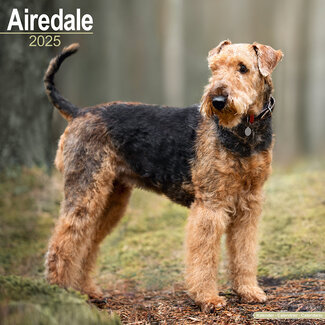 Avonside Calendrier Airedale Terrier 2025