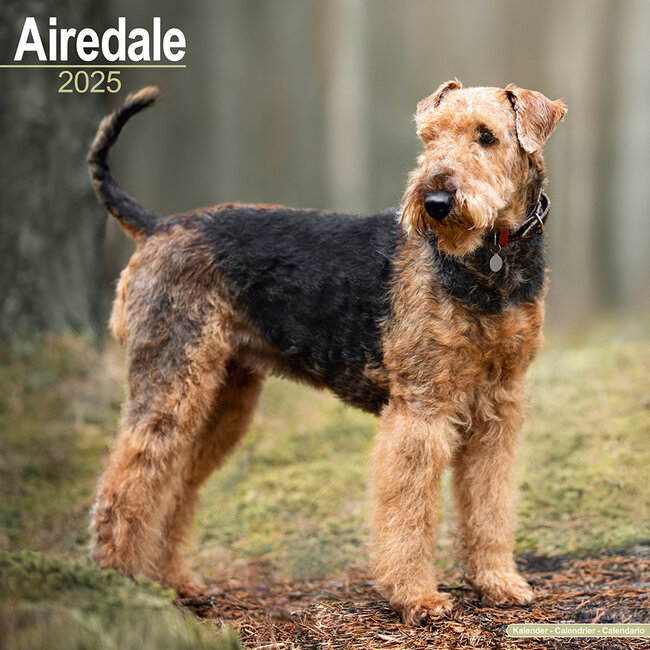 Calendario Airedale Terrier 2025