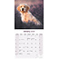 Golden Retriever Kalender Welpen 2025