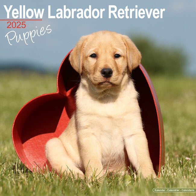 Calendario Labrador Retriever Cachorros Rubios 2025