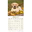 Labrador Retriever Blond Puppies Kalender 2025