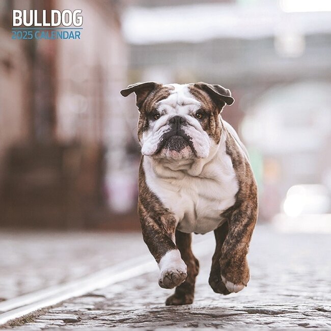 Englische Bulldogge Kalender 2025