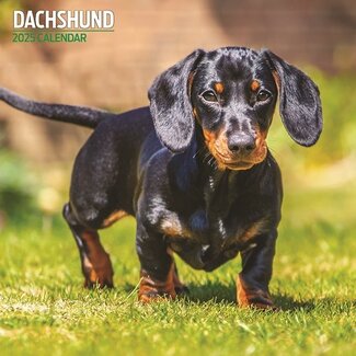 Magnet & Steel Dachshund Calendar 2025