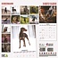 Calendrier Dobermann 2025