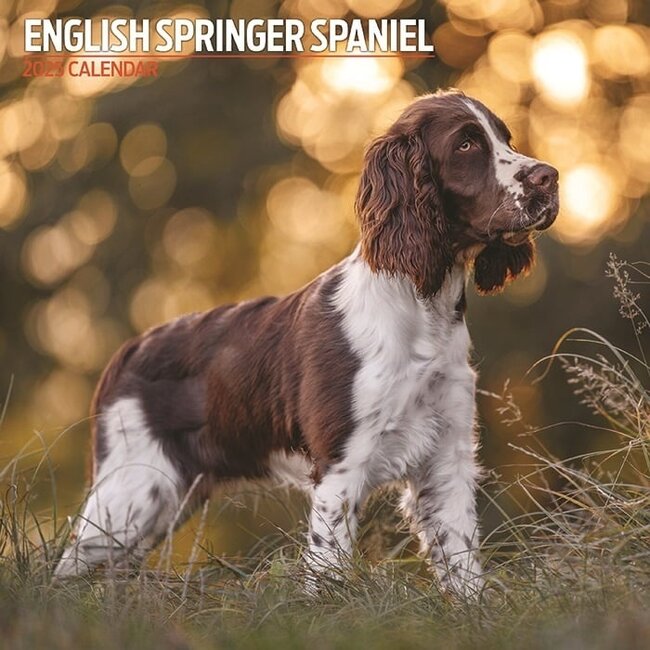 Magnet & Steel English Springer Spaniel Calendar 2025