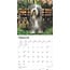 Bearded Collie Kalender 2025