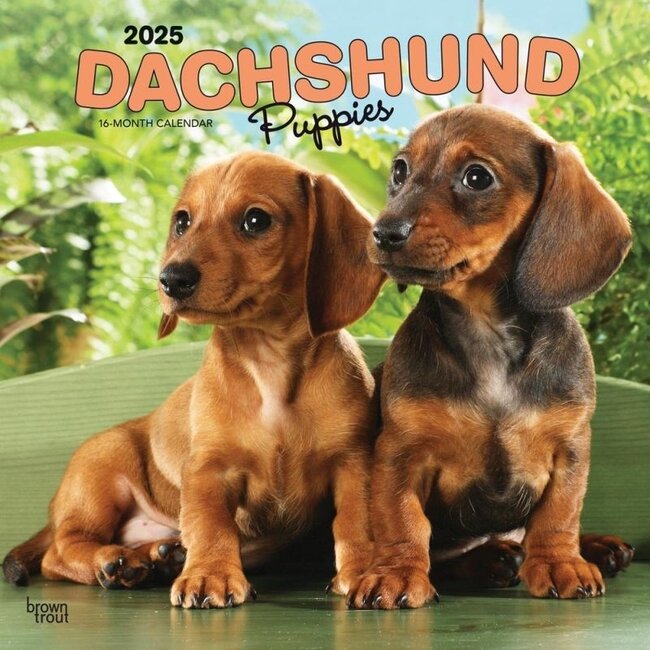 Browntrout Teckel Kalender Puppies 2025
