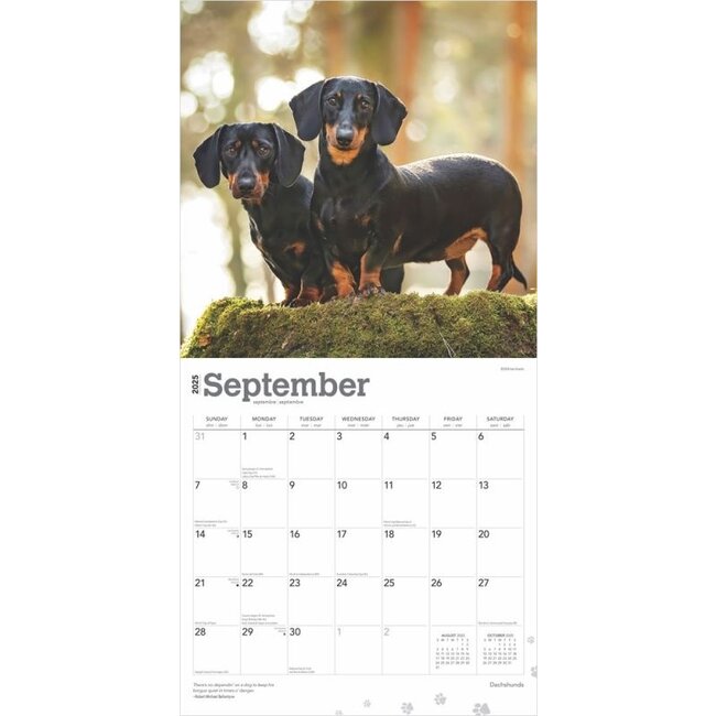 Dachshund Calendar 2025 Buy with beautiful photos of the Dachshund