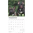 Calendrier Bouledogue Français 2025 Browntout