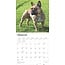 Franse Bulldog Kalender 2025 Browntout