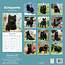 Calendrier Schipperke 2025