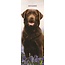 Magnet & Steel Labrador Retriever Calendar Brown 2025 Slimline