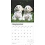 Bichon Frise Cachorros Calendario 2025