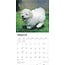 Bichon Frise Welpen Kalender 2025