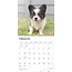 Chihuahua Puppies Kalender 2025