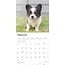 Chihuahua-Welpen Kalender 2025