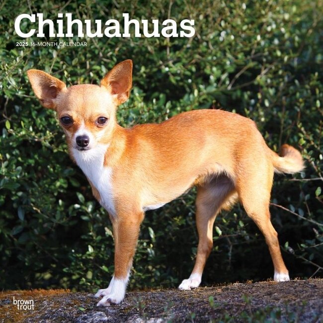 Chihuahua Calendar 2025