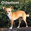 Browntrout Chihuahua Calendar 2025