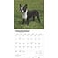 Boston Terrier Calendar 2025