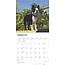 Boston Terrier Calendar 2025