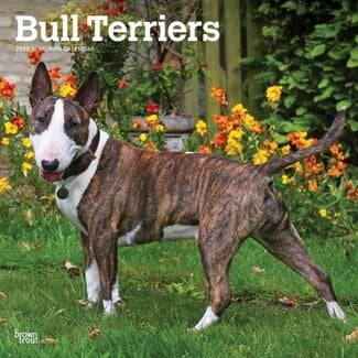 Browntrout Bull Terrier Kalender 2025