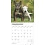 Bull Terrier Calendar 2025