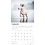 Bull Terrier Calendar 2025