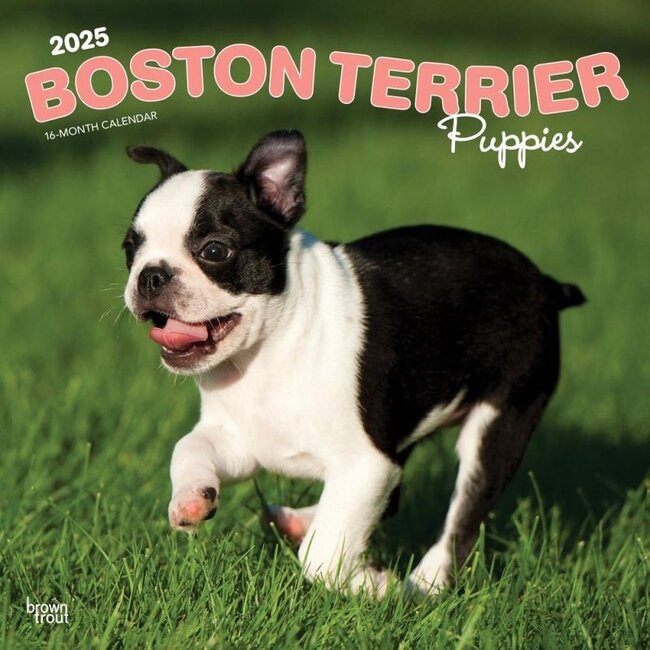 Browntrout Boston Terrier Puppies Kalender 2025