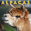 Willow Creek Calendario Alpacas 2025