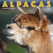 Willow Creek Alpacas Calendar 2025