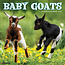 Baby Goats Calendar 2025