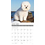 Bichon Frise Kalender 2025