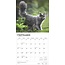 Maine Coon Kalender 2025