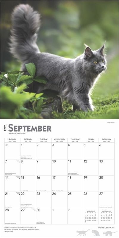 Maine Coon Calendar 2025 Buy  Order online easily and quickly 