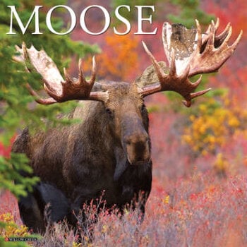 Moose calendar