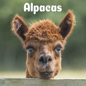 Calendario degli alpaca