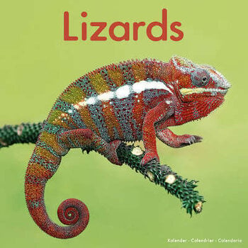 Lizard calendar