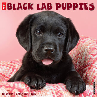 Willow Creek Labrador Retriever Schwarze Welpen Kalender 2025