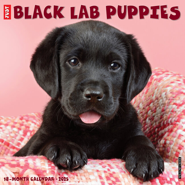 Labrador Retriever Zwart Puppies Kalender 2025