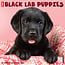 Labrador Retriever Black Puppies Calendar 2025