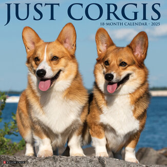 Willow Creek Calendrier Welsh Corgi 2025