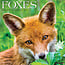 Foxes Calendar 2025