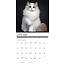 Cats Calendar 2025