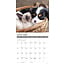 Cats and Dogs Kalender 2025