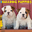 Englische Bulldogge Welpen Kalender 2025