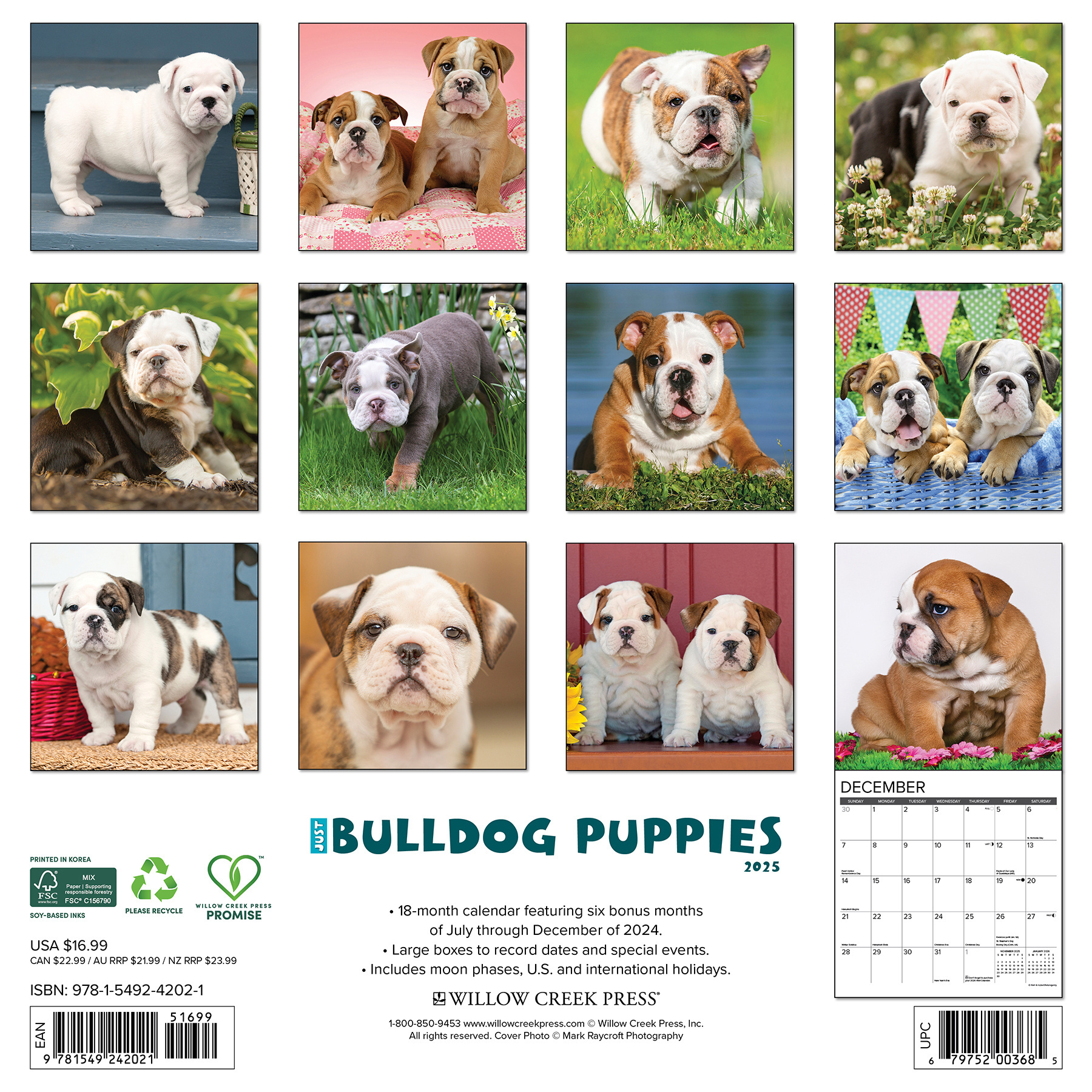Buy English Bulldog Puppies Calendar 2025 Order online easily
