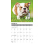 Englische Bulldogge Welpen Kalender 2025