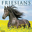 Friesian Horses Calendar 2025