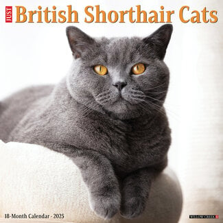 Willow Creek British Shorthair Calendar 2025