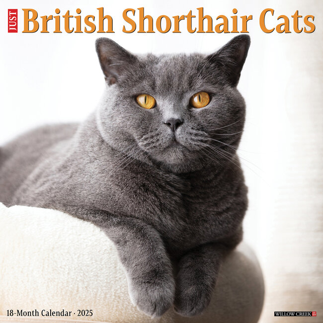 British Shorthair Calendar 2025